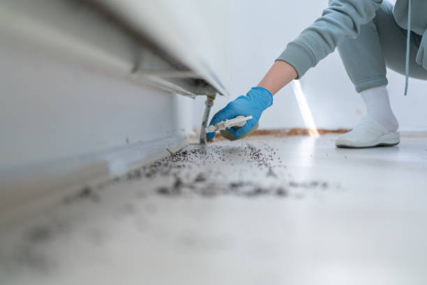 Best Rat Extermination Near Me  in Branchville, SC